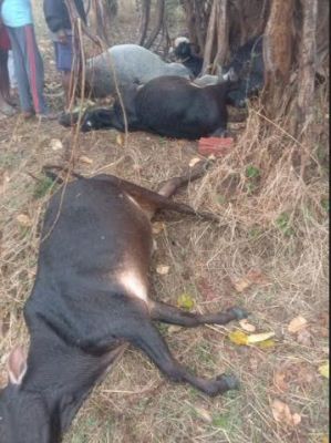  गाज से 9 मवेशियों की मौत