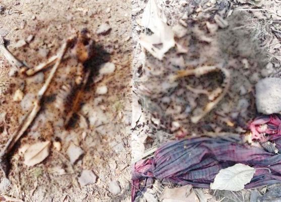 जंगल में रस्सी में झूलता मिला मानव कंकाल
