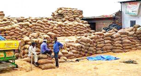 16 लाख क्विंटल धान केंद्रों में ही, बारदाने फट रहे, डीओ नहीं काटे