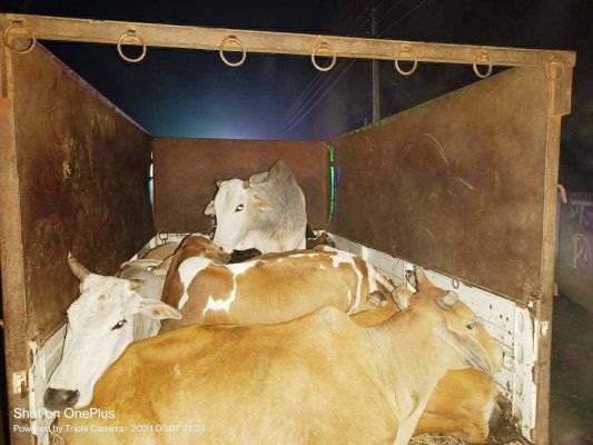 भाजपा शासन में गौ तस्करी अभी भी जारी