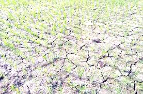 गर्मी से पहले अधिकांश तालाब व जलाशय सूखने लगे 