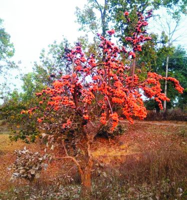 टेसू के फूलों  ने किया वनों  का श्रृंगार