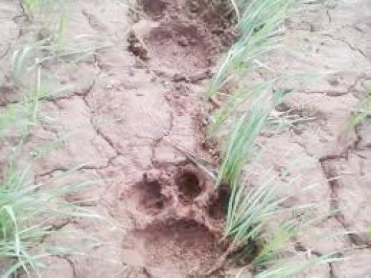 बलौदाबाजार-लवन रेंज में बाघ के पद चिन्ह मिले, जंगल जाने पर रोक