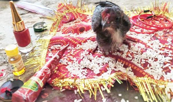 महामारी से बचने और सुख-शांति के लिए दुल्हन की तरह सजाकर मुर्गी की विदाई