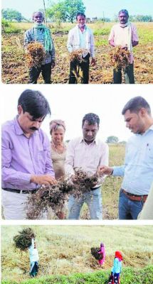 मौसम की बेरूखी, 13 हजार किसानों ने दी फसल नुकसान की सूचना 