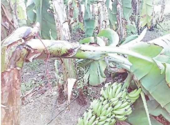  फसल खराब होने के 108 घंटे बाद बताया गया नुकसान की सूचना 72 घंटे में देना है... 