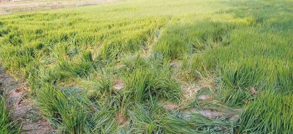 गर्मी बढ़ते ही भोजन-पानी तलाशने गांवों की तरफ हाथी, फसलों को पहुंचाया नुकसान
