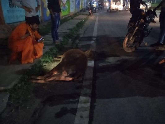 तेज रफ्तार पिकअप की टक्कर से मवेशी की मौत