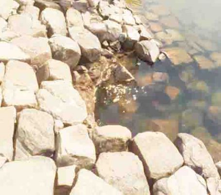 केडार जलाशय क्षतिग्रस्त, रबी फसल  से वंचित हो रहे केडार क्षेत्रवासी