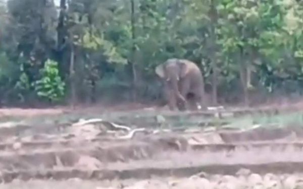 हाथियों ने दो घर तोड़े, फसलें रौंदी