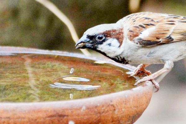 परिंदों व पशुओं के लिए पानी  की व्यवस्था करने की अपील