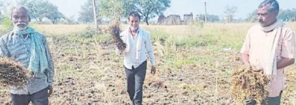 ओला व बारिश से फसल नुकसान के 20 दिन बाद भी सर्वे नहीं