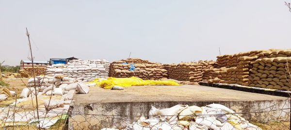 लाखों क्विंटल धान अभी भी खुले आसमान के नीचे