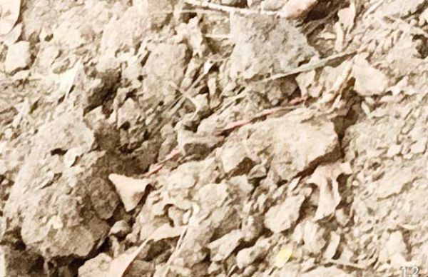बम को जवानों ने किया निष्क्रिय