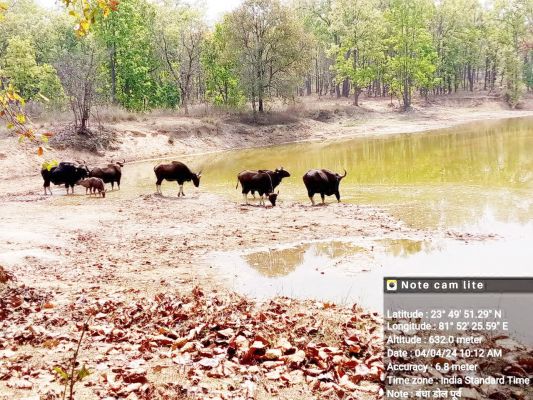 गुरु घासीदास राष्ट्रीय उद्यान में एक संग दिखे 9 गौर 