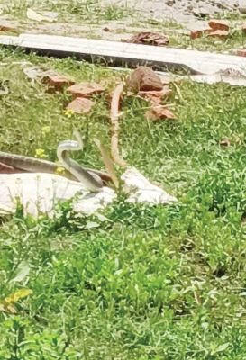 बाड़ी में दो नाग-नागिन का प्रेमालाप करते वीडियो फैला