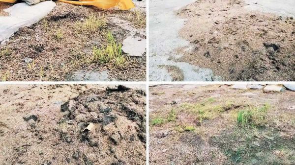 उठाव नहीं, बेमौसम बारिश से कई बोरी धान खराब, अंकुरित होने लगे