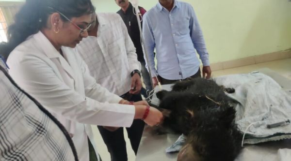 पेड़ से गिरा भालू शावक, घायल