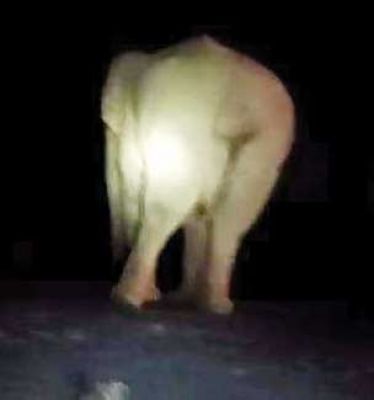 हाथी का उत्पात, बाल-बाल बचे लोग, फसलों को नुकसान पहुंचा रहा