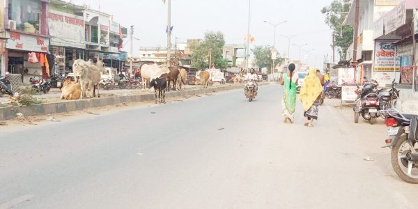 सडक़ों पर मवेशियों का जमावड़ा, हादसे की आशंका