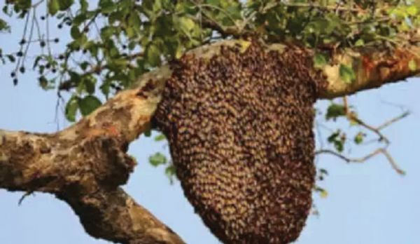 मधुमक्खी के डंक से जनजीवन को सुरक्षित रखने की रूपरेखा तय