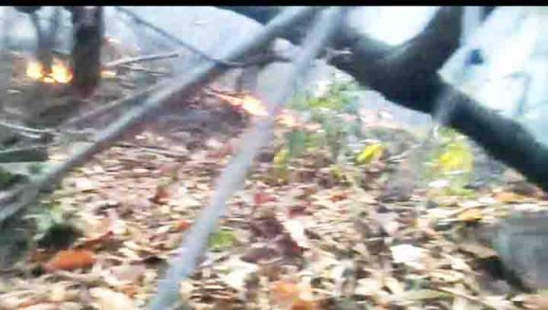 पहाड़ के जंगल में लगी आग