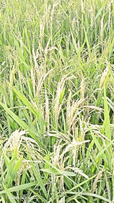 किसानों की फसलों में बीमारियों का संकट, तनाछेदक से फसल को हो रहा नुकसान