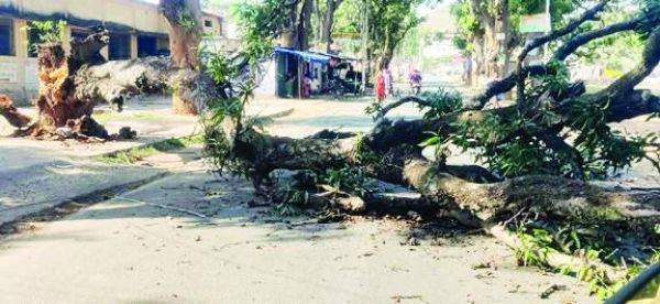 मुख्य मार्ग पर पेड़ गिरा, हादसा टला 