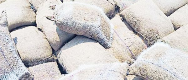 बारिश में भीगी बोरियों में सड़ रहा धान, साढ़े 7 लाख   क्विंटल से अधिक धान का उठाव नहीं
