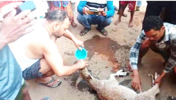 पानी की तलाश में हिरण गांव में,  कुत्तों से बचने घर में घुसा