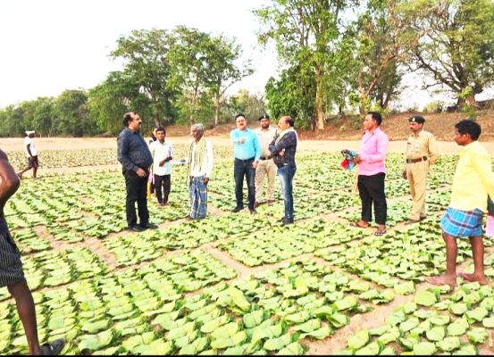 वनमंडलाधिकारी ने किया तेन्दूपत्ता संग्रहण कार्य का निरीक्षण