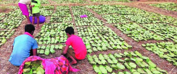  तेन्दूपत्ता पर कीटों का प्रकोप, गुणवत्ता प्रभावित