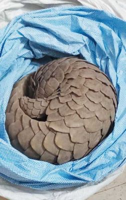 शहर में मिला विलुप्त प्रजाति का पैंगोलिन वन विभाग को सौंपा