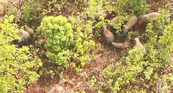 हाथीदल ने औषधीय पौधों को पहुंचाया नुकसान