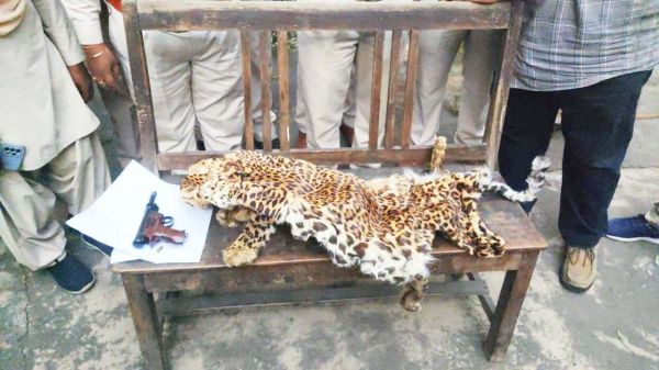 तेंदुआ खाल जब्त, आरोपी अब भी फरार