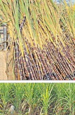 गन्ने का उत्पादन 1200 हेक्टेयर बढ़ा रकबा, शक्कर कारखाना खोलने की मांग हुई तेज 