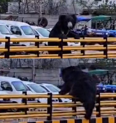 सडक़ पार करते दिखा भालू