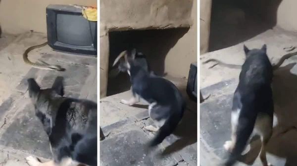 मालिक को बचाने सांप से भिड़ गया कुत्ता