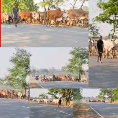 धड़ल्ले से चल रहा मवेशी तस्करी का कारोबार  