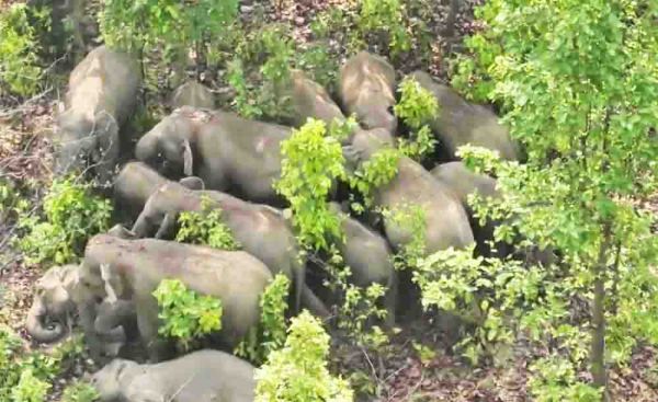 दहशत के साये में हाथी प्रभावित गांवों के ग्रामीण