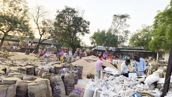 भाटापारा मंडी में धान की बंपर आवक, 65 अतिरिक्त मजदूरों की गई है व्यवस्था