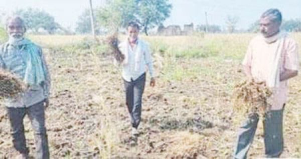 51 हजार से अधिक किसानों को बीमा क्लेम की राशि का इंतजार