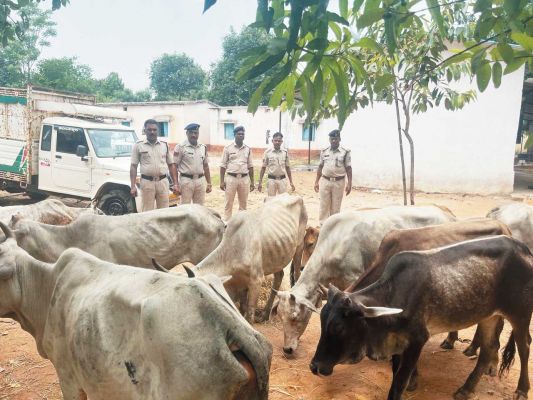 11 मवेशियों को तस्करी से बचाया