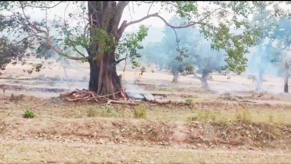 पेड़ों की जड़ों को जलाकर खोखला कर गिरा देते हैं लकड़ी चोर, जंगल में लगातार हो रही घटना