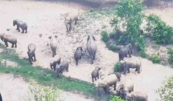 हाथीदल पर ड्रोन से वन अमला रख रहा नजर