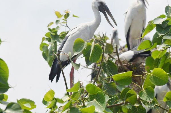 मानसून का मनुहार लेकर कटई पहुँचे विदेशी मेहमान, गांव में उत्साह 