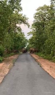 हाथीदल ने फसलें रौंदी