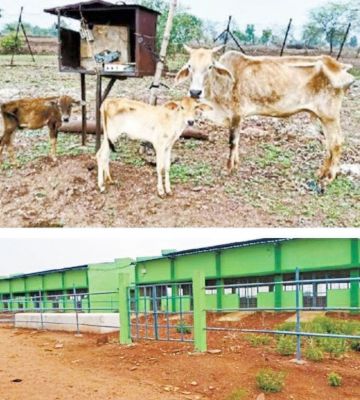 राज्य का प्रथम गौ अभयारण्य झालम में, करोड़ों के बने भवन-शेड अनुपयोगी