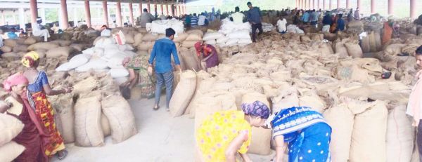 कुरुद मंडी में 12 हजार कट्टा धान की आवक रोज