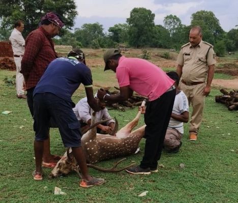 कुत्तों के हमले से नर चीतल की मौत